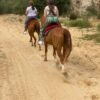 Cheval Campagne Hammamet Cheval Campagne Hammamet