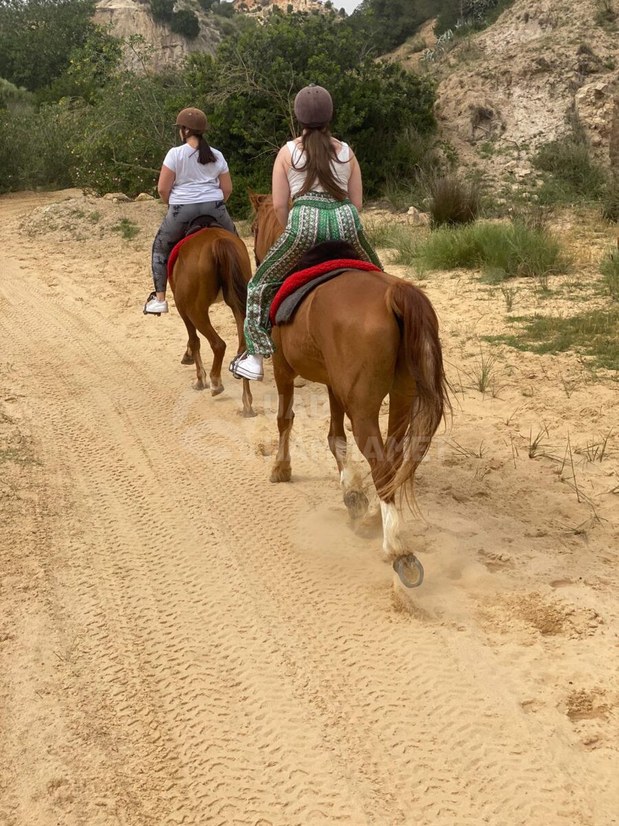 Cheval Campagne Hammamet Cheval Campagne Hammamet