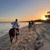 Cheval à Hammamet en Tunisie