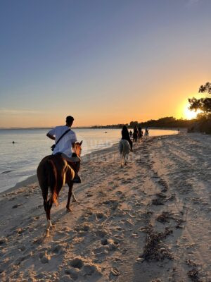 Cheval à Hammamet en Tunisie